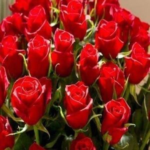 Meet your Posher, Anne